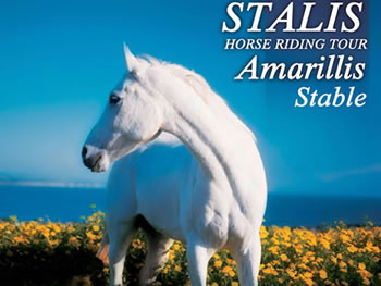 Horse riding experience through scenic trails near Hersonissos in Crete